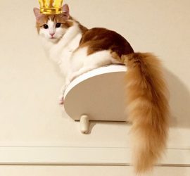 キャットウォークの上の猫のラフィエル