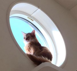 丸窓に座る猫のライト