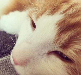 眠そうな猫のラフィエル