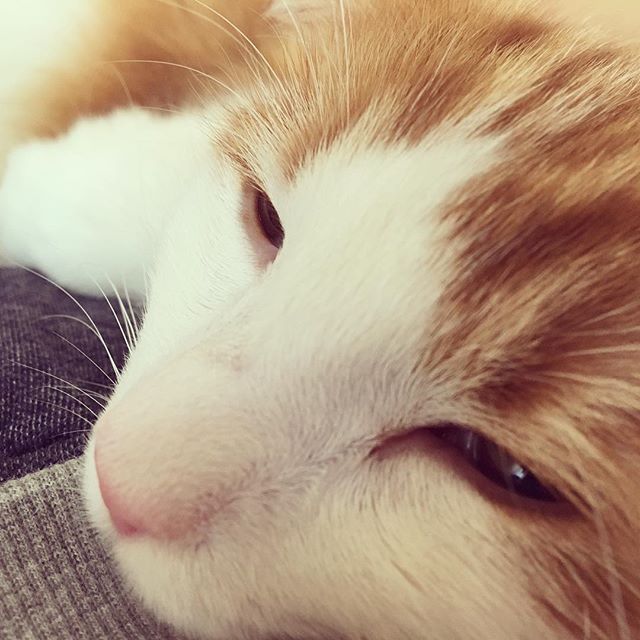 Instagram 写真日記