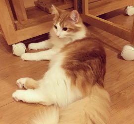 美ニャン祭に参加する猫のラフィエル