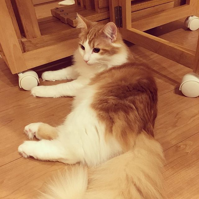 Instagram 写真日記