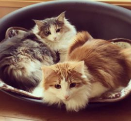 ベッドで眠そうな猫のキャラウェイとラフィエル