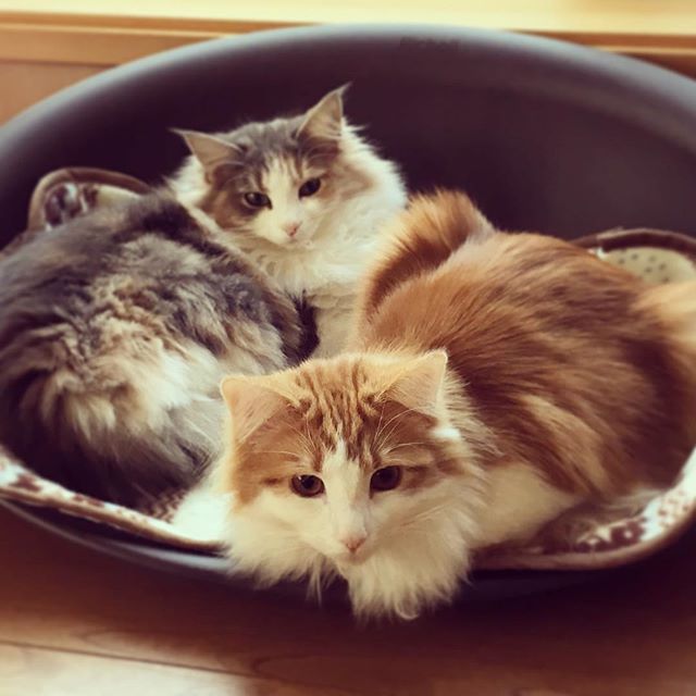 Instagram 写真日記