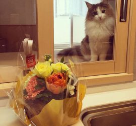 花アレンジメントを見る猫のキャラウェイ