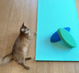ヨガマット・ヨガブロックと猫のライト