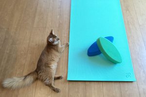 ヨガマット・ヨガブロックと猫のライト
