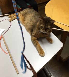 「猫の森」の猫、カカ太朗