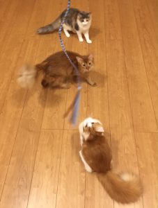 スーパー猫友を見る猫たち