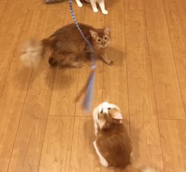 スーパー猫友を見る猫たち
