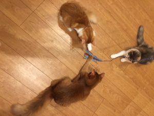 スーパー猫友に群がる猫たち