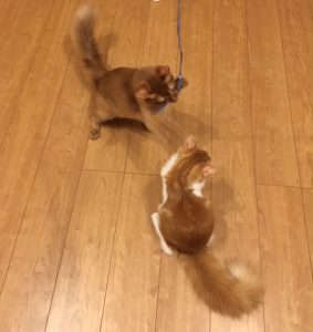 スーパー猫友で遊ぶ猫たち