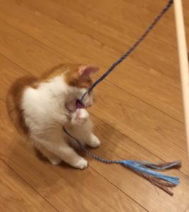 スーパー猫友で遊ぶ猫ラフィエル