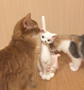 猫のトイレブラシをチェックする猫たち