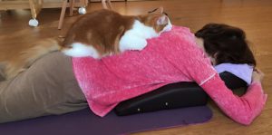 施術中のお客様と猫