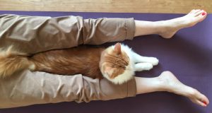 施術中のお客様と猫