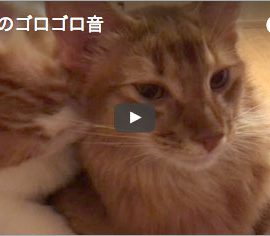猫のライトのゴロゴロ音の動画