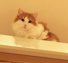 悪戯して怒られた猫のラフィエル