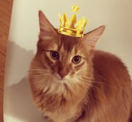 王冠を被った猫のライト・インスタ猫王祭参加用