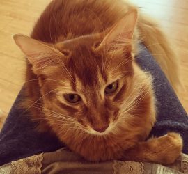 膝の上の猫のライト