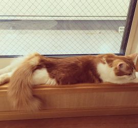 ＃ねこ二日酔い祭に行く猫のラフィエル