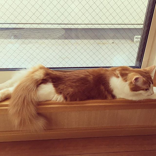 Instagram 写真日記