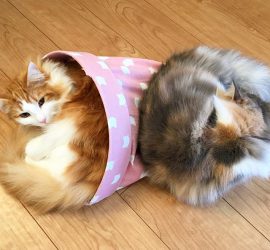 トンネルで丸くなって寝る二匹の猫