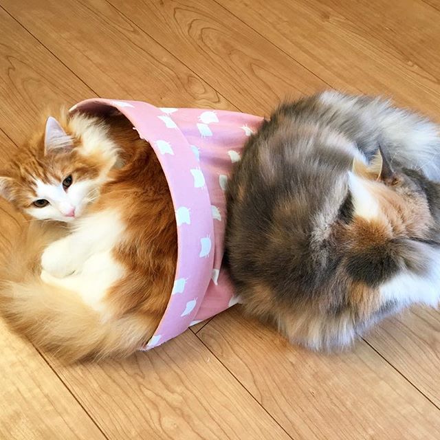 Instagram 写真日記