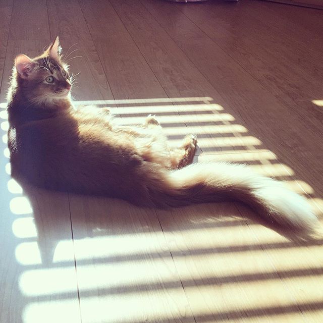 Instagram 写真日記