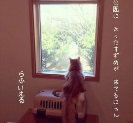 窓越しに公園のすずめを見てる猫