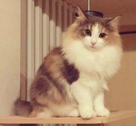 キャットポールの上の三毛猫キャラウェイ