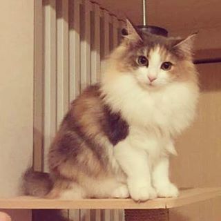 Instagram 写真日記