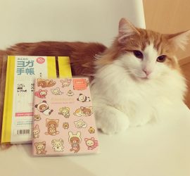 猫のラフィエルと来年の手帳