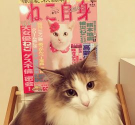 ねこ自身と猫のキャリー