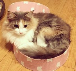 円いところで落ち着く猫