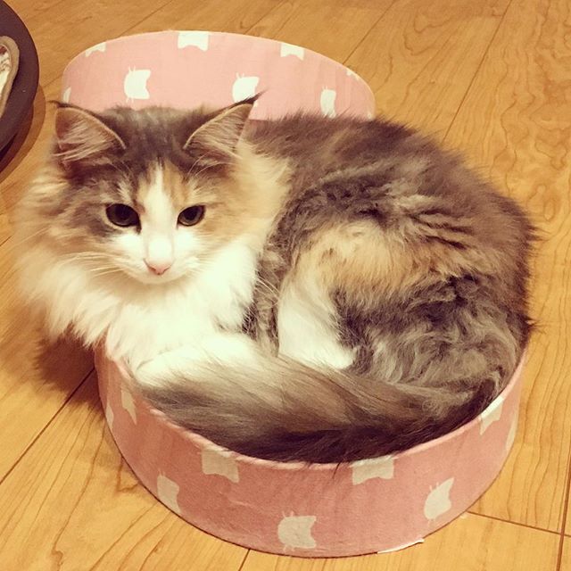 Instagram 写真日記