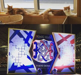KinKi Kidsコンサート看板と２匹の猫