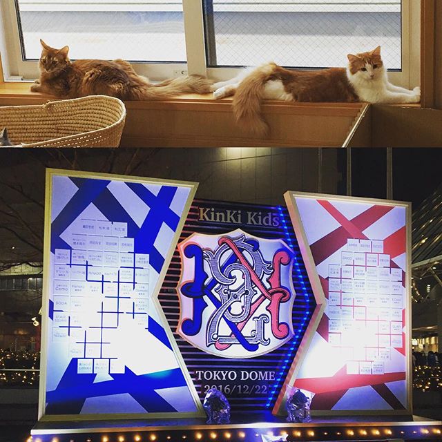 KinKi Kidsコンサート看板と2匹の猫