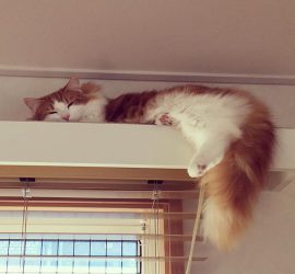 カーテンボックスの上で眠る猫