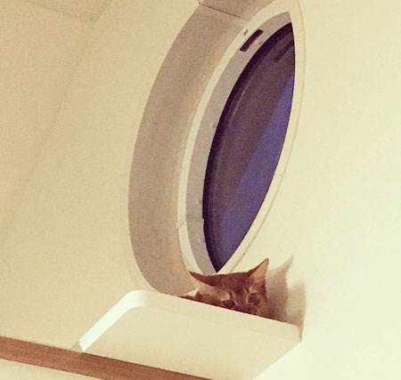 キャットウォークの上に隠れる猫のライト