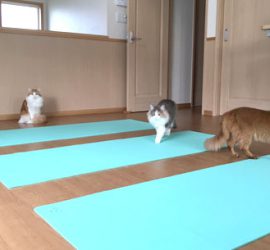 ヨガクラス前の３匹の猫