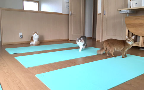ヨガクラス前の３匹の猫