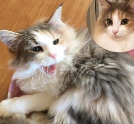 妖怪化け猫婆みたいな猫のキャラウェイ