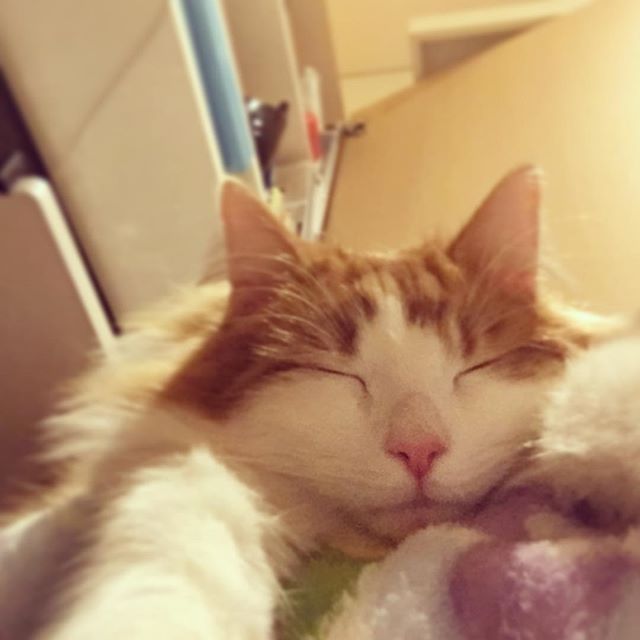 Instagram 写真日記