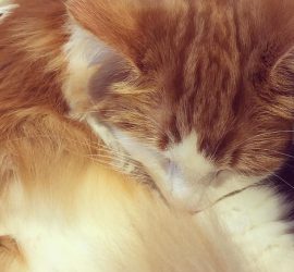 急性胃炎で注射した後眠る猫のラフィエル