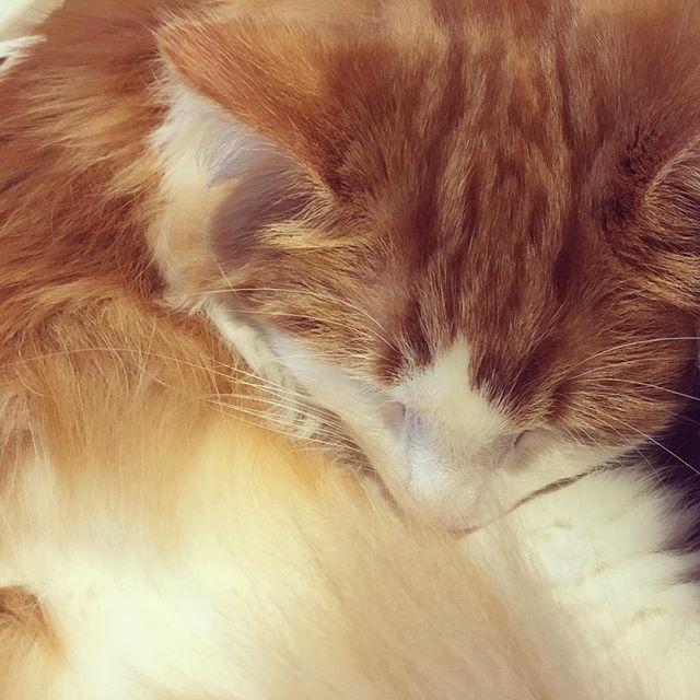 Instagram 写真日記