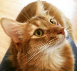 インスタグラムいけにゃん祭用・見上げる猫ライト