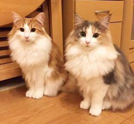 猫のラフィエルとキャラウェイのツーショット
