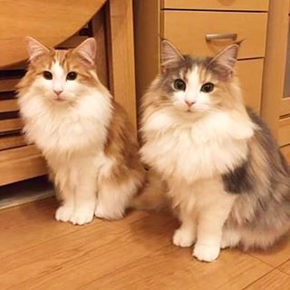 Instagram 写真日記