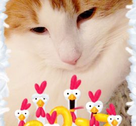 お正月、膝の上でくつろぐ猫のラフィエル